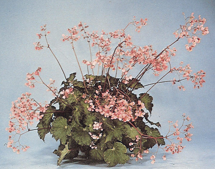 B. ‘Mercury’